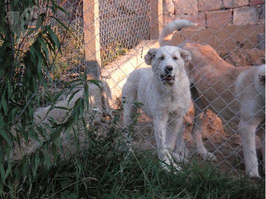 kavkaski Wolfhound